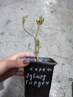 Сирень Эдвард гарднер р9