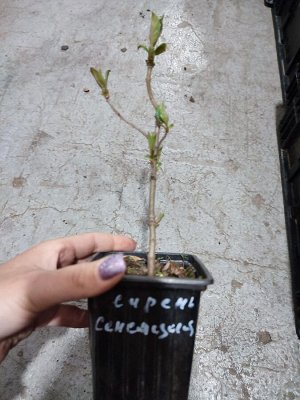 Сирень сенсация р9