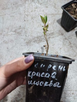 Сирень красавица москвы