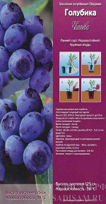 Голубика Чиппева (Колорлайн) 1шт (в коробке Р9) ценный сорт, плоды крупные вкусные, очень сладкие