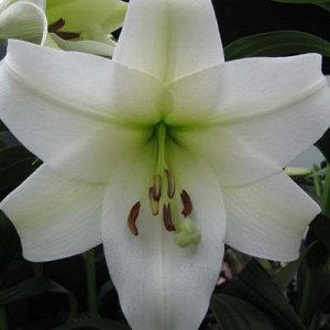 Лилия WHITE Сорт лилий Триумфатор имеет цветки-колокольчики, направленные по сторонам. Кончики лепестков растения изящно загнуты назад. Тычиночные нити этого сорта ― зеленоватые. Пыльники ― темно-кори