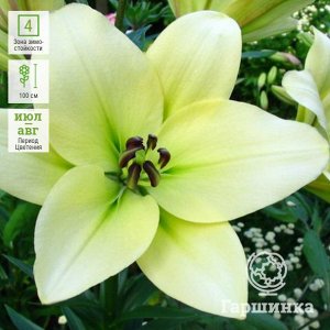 Лилия Цвет CREME.
Лилия «Курьер» (Lilium «COURIER») является красивоцветущим LA-гибридом, который относится к многочисленному семейству Лилейные. Высота взрослого растения может достигать 110 см. Стеб