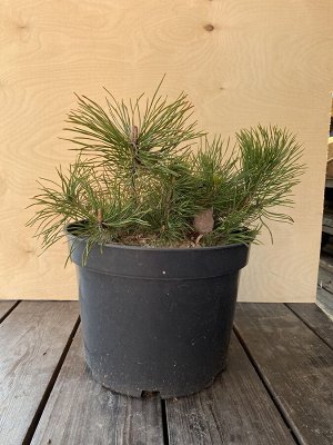 Сосна горная "Пумилио"(Pinus mugo Pumilio)