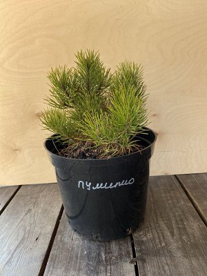 Сосна горная "Пумилио"(Pinus mugo Pumilio)