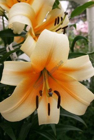 Лилия Нежно-лососевая с ярко-желтой серединой. Крупный цветок!  Лилия дерево! Цветок 25см! Высота 120-150 см. ОТ гибрид. Цветение: июль-сентябрь.