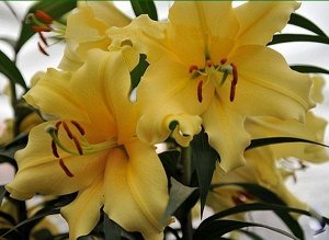 Лилия Цвет OR/YE. мощный ОТ-гибрид с очень ароматными цветками, кремово-оранжево-желтого цвета, на цветоносе распускается до 20 цветков.
Цветок гигантского размера, 30 см в диаметр.

Высота -150 см.