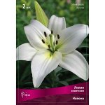 Лилия Азиатская Навона 14-16/К 2шт