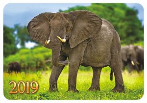 Карманный календарь 2019 с глиттером "Дикие животные"