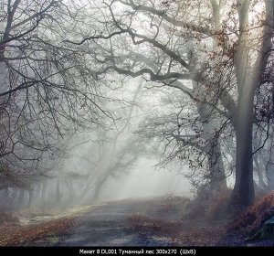 Фотообои Туманный лес 300х270 (ШхВ)