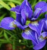 Ирис сибирский Blue King саженец 30см в горшке