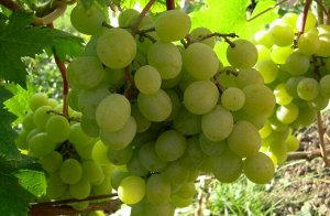 Алтайский белый виноград, раннеспелый цвет ягод белый.