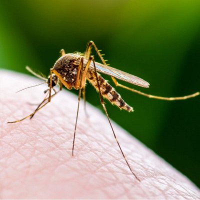 Средства от комаров и мошки • Спреи, кремы, сетки