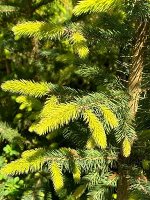 Ель ситхинская Видовая норма
