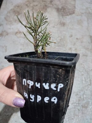 Можжевельник Вильгельм пфитцер