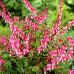 Дицентра spectabilis