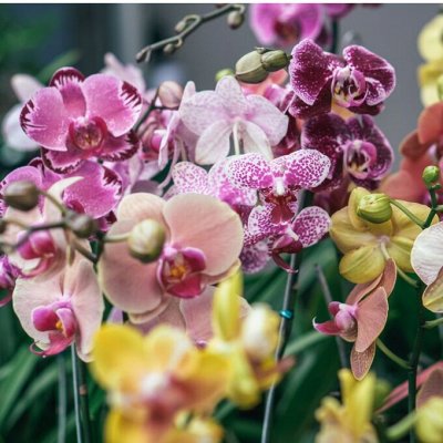 Орхидеи по сказочным ценам
