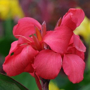 Канна Роуз Готовый классный куст!
В этом году цветение гарантировано.

Цветение канны "Cannova Rose" характеризуется равномерным распределением красного цвета, что придает растению особый шарм. Вторич
