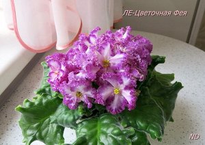 ЛЕ - Цветочная фея