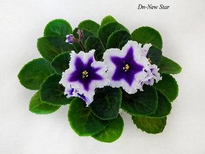 DN - New star