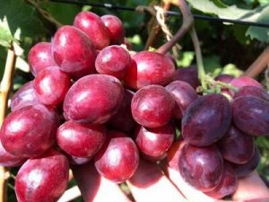 Велюр виноград, сорт  очень ранний (95-100 дней)