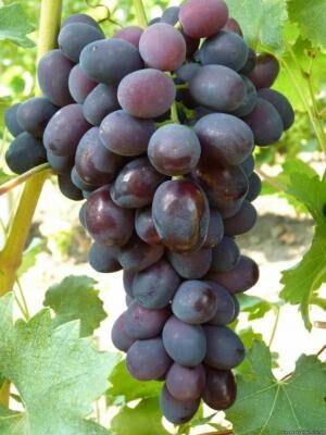 Забава виноград раннеспелый, цвет ягод темно-синий