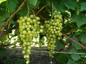 Тукай белый виноград, очень ранний,цвет ягод белый, зеленовато-желтый.