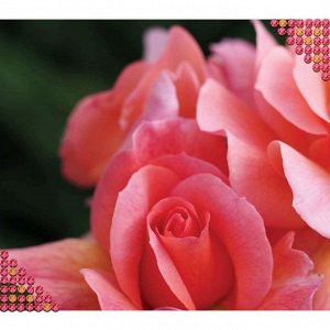 Алмазная вышивка с частичным заполнением "Розовые розы", 44 х 33 см
