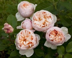 Бэлль Романтика роза чайно-гибридная, розовая 1шт