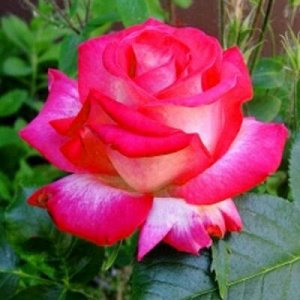 Крейзи Вуман роза розовая с белым спрей 1шт