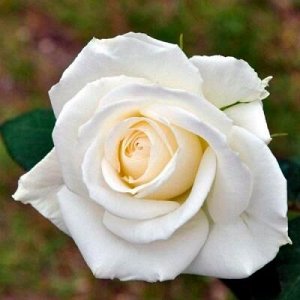 Бьянка роза чайно-гибридная, белая 1шт.