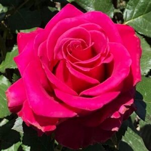 Кюрасао роза чайно-гибридная,неоновой окраски с высоким бокалом.