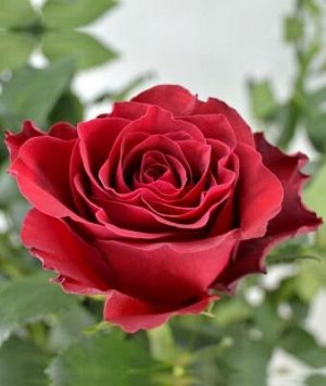 Родос чайно-гибридная роза ярко-малиновая 1шт