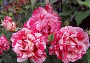 Папагено роза чайно-гибридная, малиново-белые полоски, 1шт.