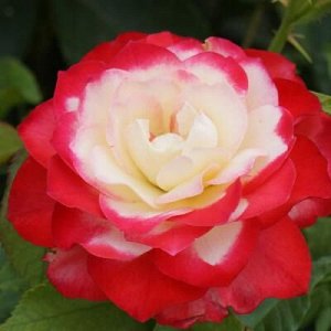 Дабл Делайт чайно-гибридная роза