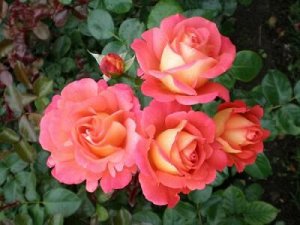 Шанти роза чайно-гибридная, от оранжево-жёлтых до оранжево-красных
