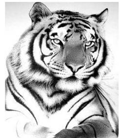 Алмазная вышивка "Тигр": can7302 (30x40)