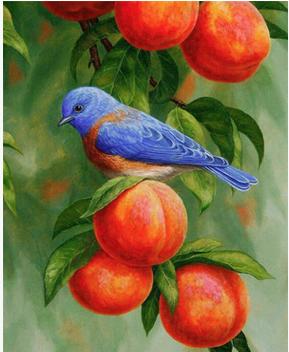 Алмазная вышивка "Птичка на фруктовом дереве": can8292 (30x40)