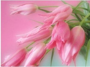 Алмазная вышивка "Розовые тюльпаны": xing133 (40x30)