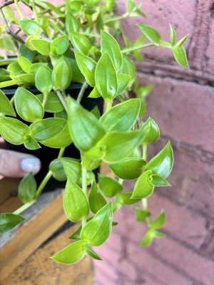 Каллизия Неоновая longifilia