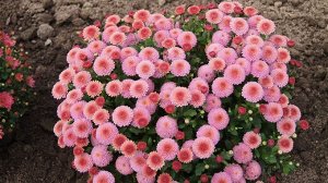Хризантема мультифлора Katelli Pink