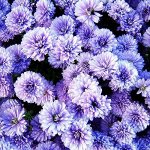 1 Астра HENRU I Blue