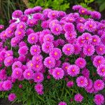 2 Астра HENRU I Pink