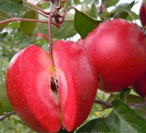 Яблоня «Красномясая», саженцы