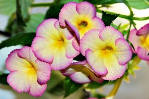Ахименес Крупные простые жёлтые цветы с голубовато - пурпурным краем. Средне - зелёные листья, прямостоячие побеги. Компактный сорт с обильным цветением.
