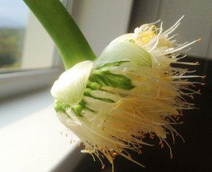 Гемантус белоцветковый цветение