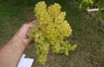 Виноград &quot;Кишмиш&quot;, саженцы