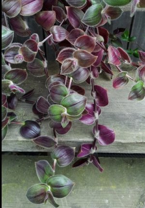 Gibasis geniculata purple plush
