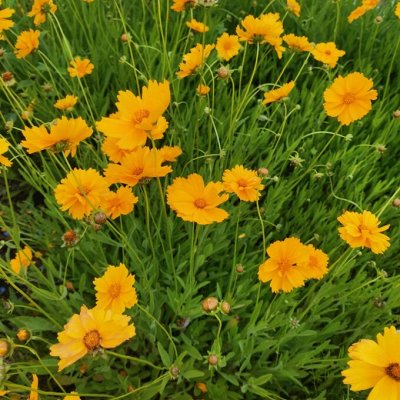 Распродажа многолетних растений. Цветы🌸. Плодово-ягодные луковицы ...