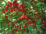 ВИШНЯ ВОЙЛОЧНАЯ АЛИСА