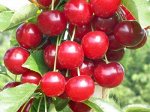 ВИШНЯ УРАЛЬСКАЯ ЧЕРЕШЕНКА